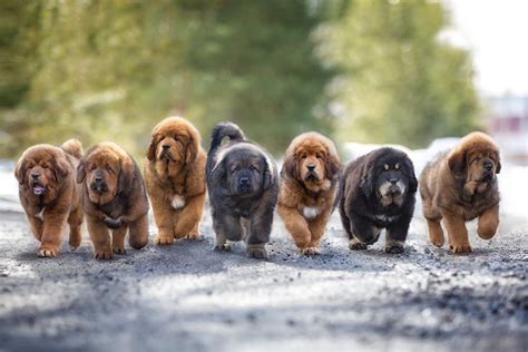 揚州哪裏有賣猛犬的_可否分享一些關於如何在揚州尋找猛犬的訊息呢